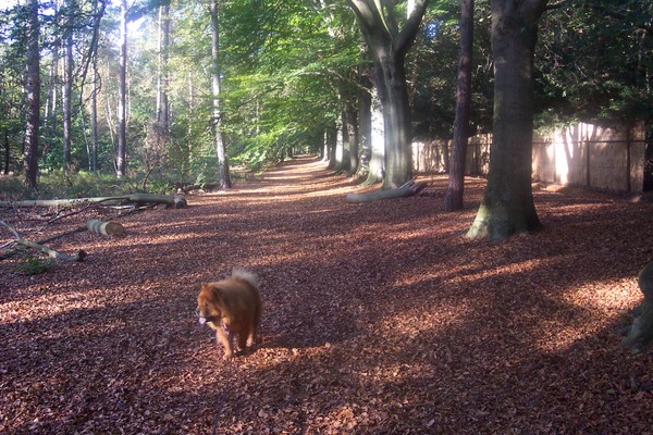 herfst hond