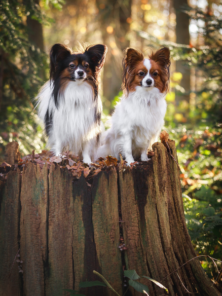 Epagneul Nain Continental, Papillon