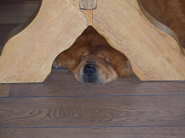 onder de tafelpoot verstopt denk ze