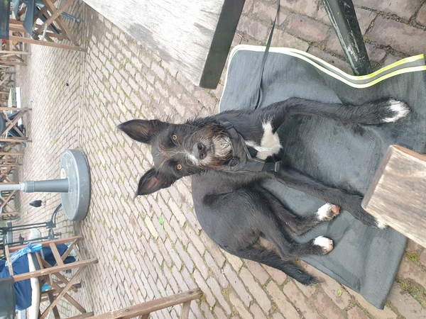 Podengo Português, groot, ruwhaar