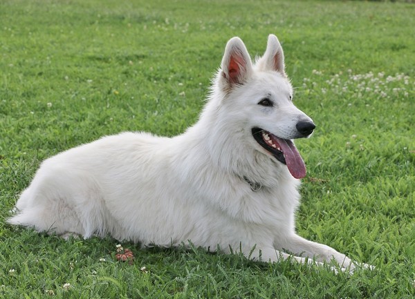 Kennel van de witte herder