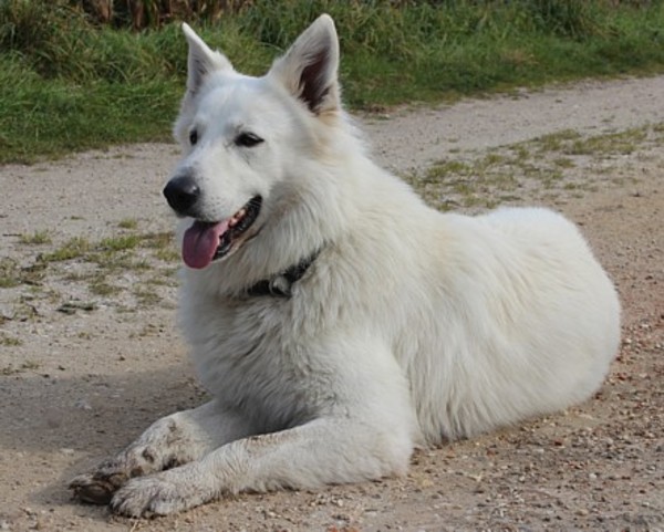 Kennel van de witte herder