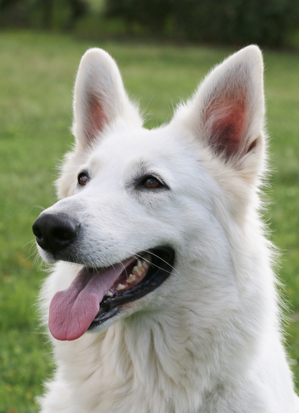 Kennel van de witte herder