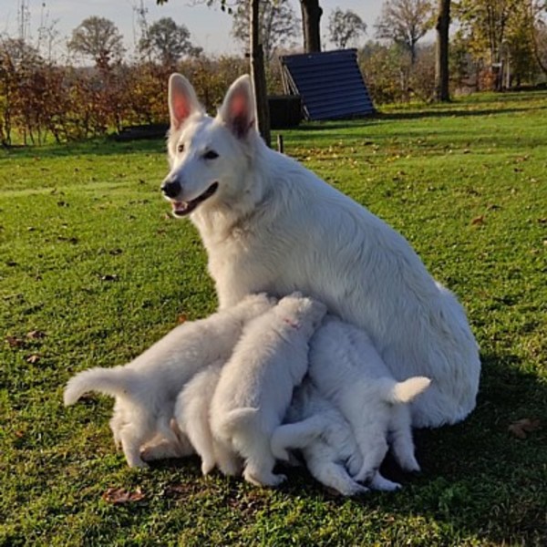 Kennel van de witte herder