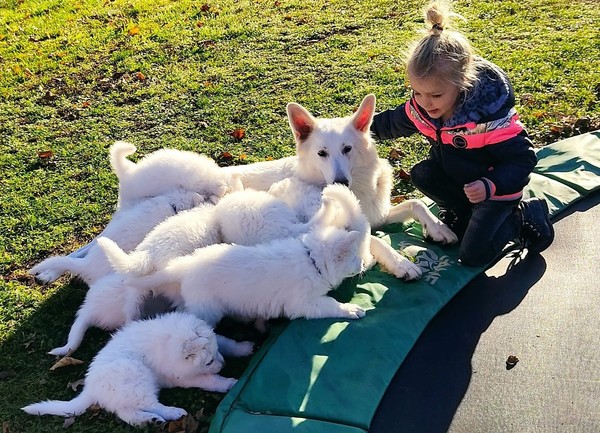 Kennel van de witte herder