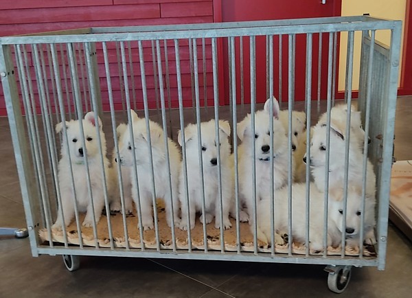 Kennel van de witte herder