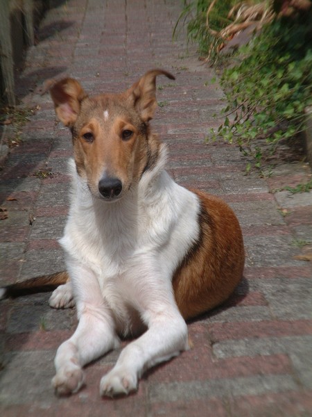 Schotse Herdershond, Korthaar