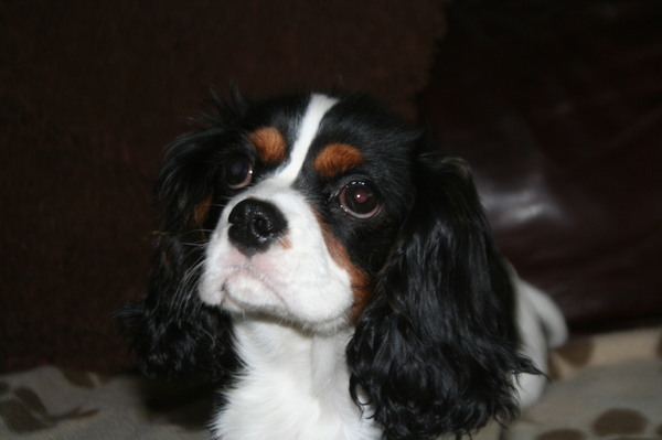 Cavalier King Charles Spaniel