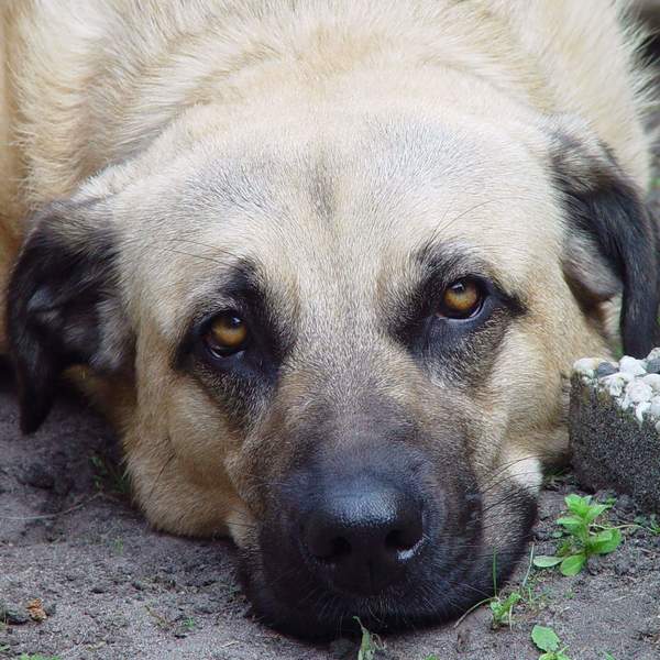 Kangal