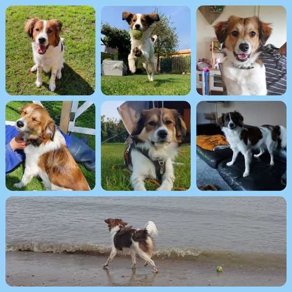 Nestgenoten kooikerhond oktober 2020 gezocht.