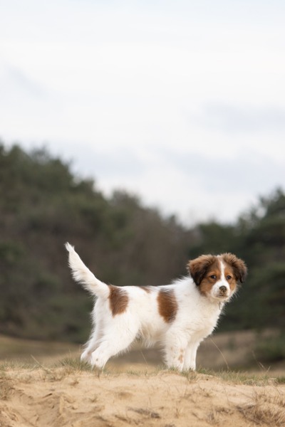 Nestgenoten kooikerhond oktober 2020 gezocht.