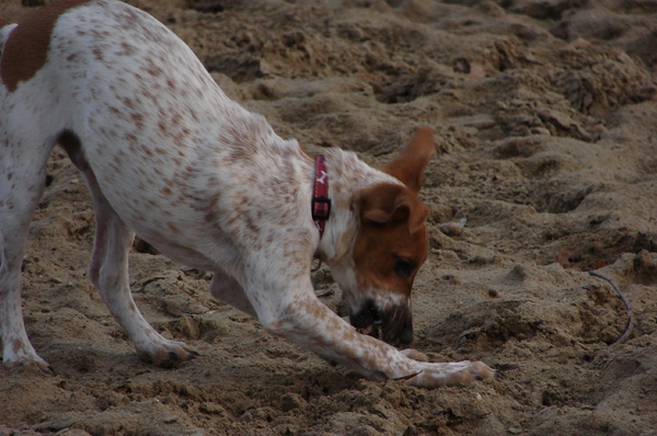 buddy op het strand!