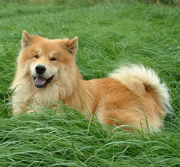 Eurasier