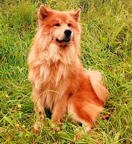 Eurasier