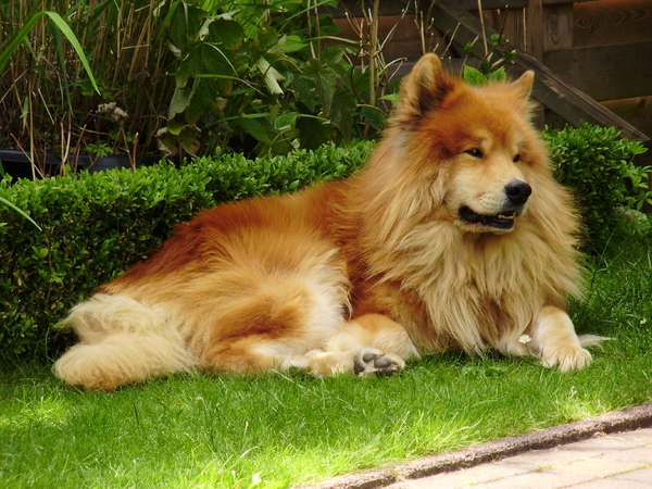 Eurasier