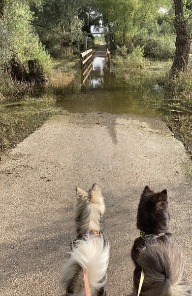 Hoog water!