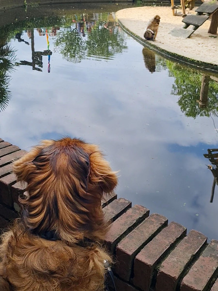 Samen kijken bij de Berberaapjes