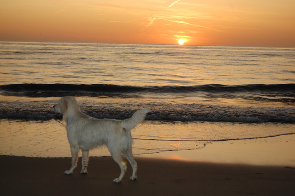 Max op het strand in Noordwijk