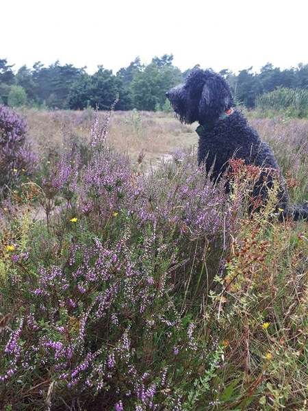 Op de bloeiende hei
