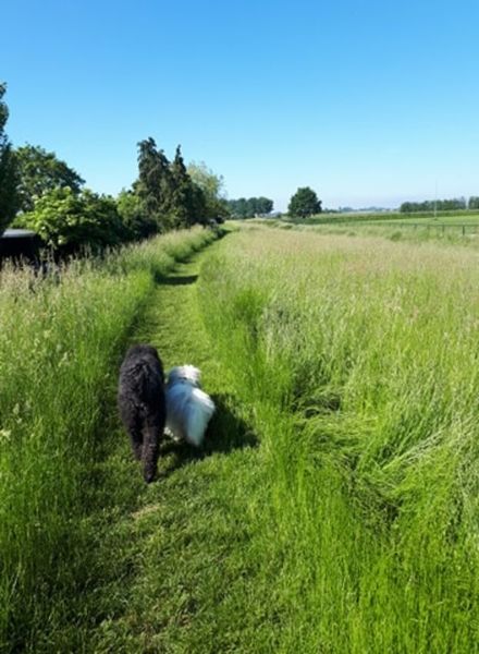 Hoogzomer