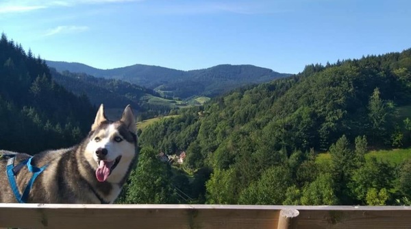 Middenin het Zwarte Woud