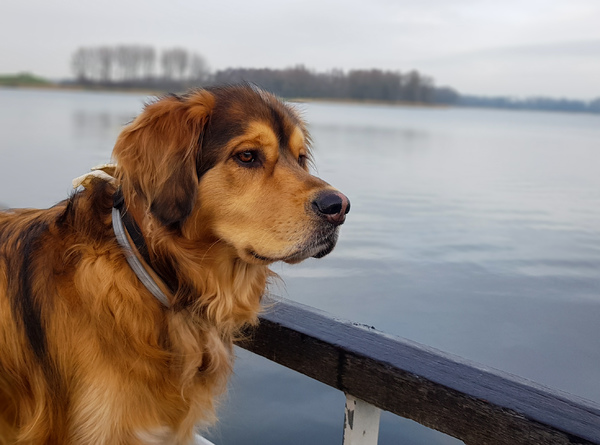 Mistige ochtend aan het meer