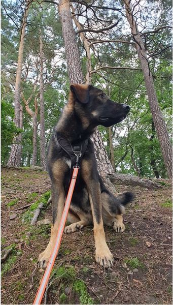 Tripje Eifel Duitsland