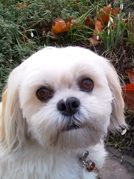 Diki in de herfstbladeren