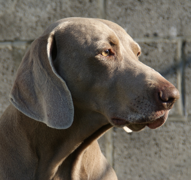 Weimaraner