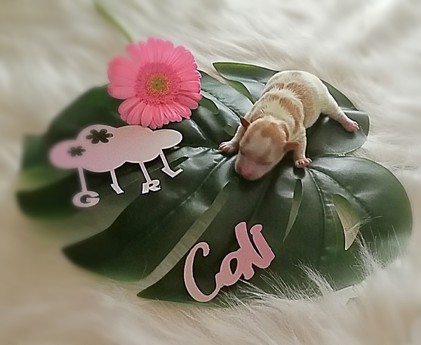 Caressa Home Colorful Yorkies