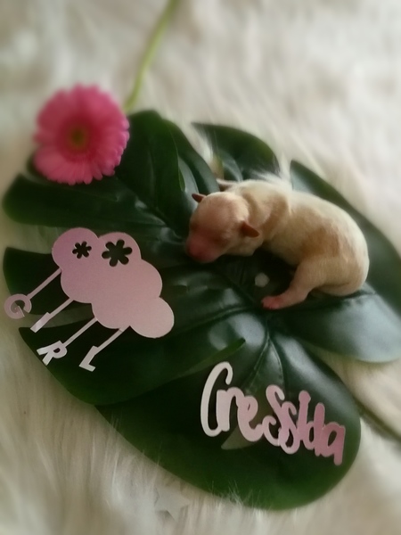 Caressa Home Colorful Yorkies