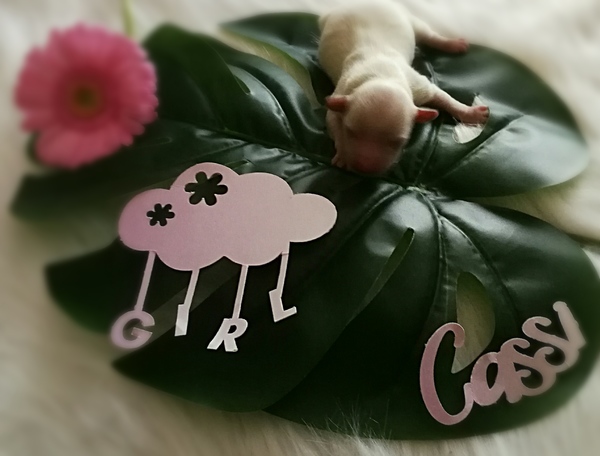 Caressa Home Colorful Yorkies