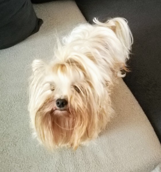 Caressa Home Colorful Yorkies