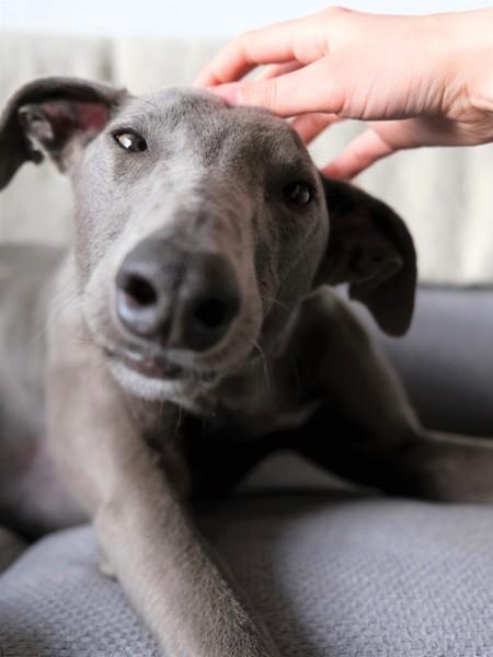 De geheime 'knop' voor Dobby-oortjes