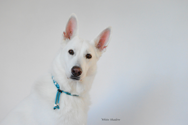 White Shadow