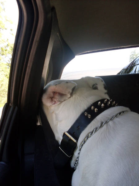 Spooky is bang voor de camera..