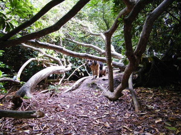 lekker wandelen in het bos