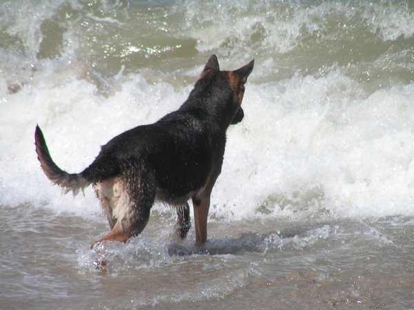 de bal kwijt door de golf