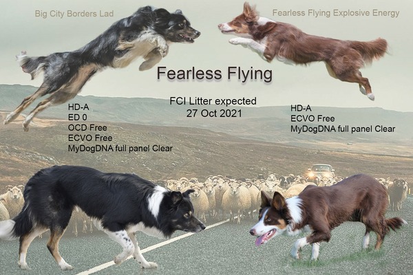 Fearless Flying