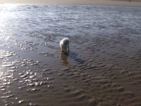rambo aan zee bredene