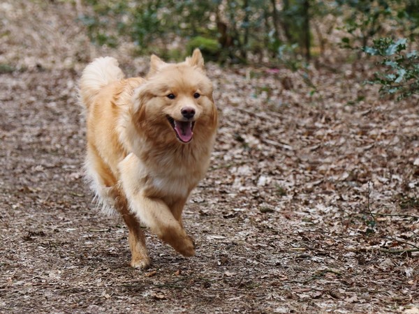 Rennen!