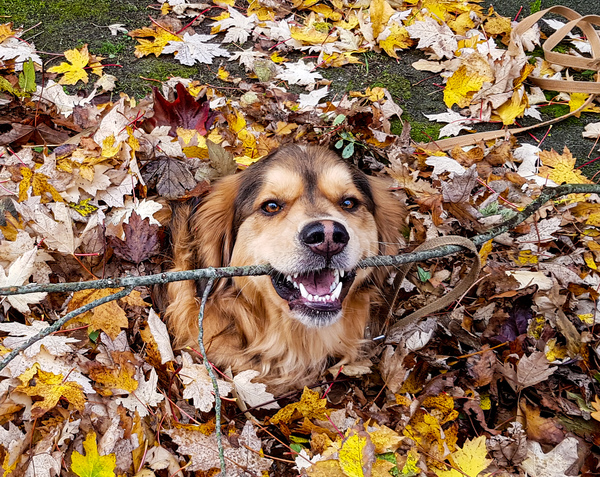 Kauwen op een stokkie