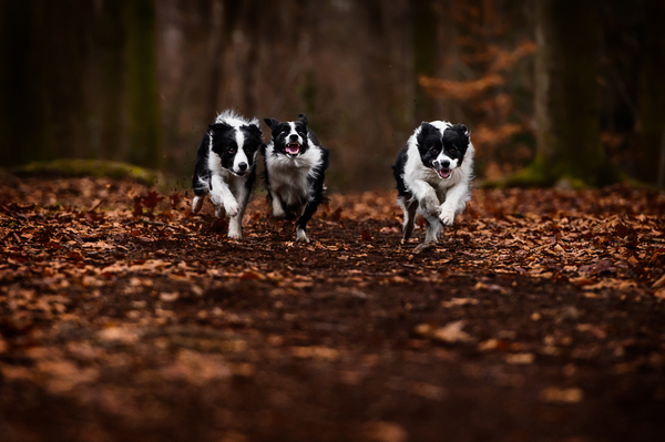 Run 4 your life