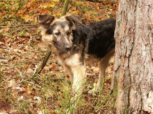 Esha als pup, 4,5 maand