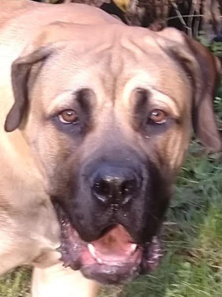 Boerboel