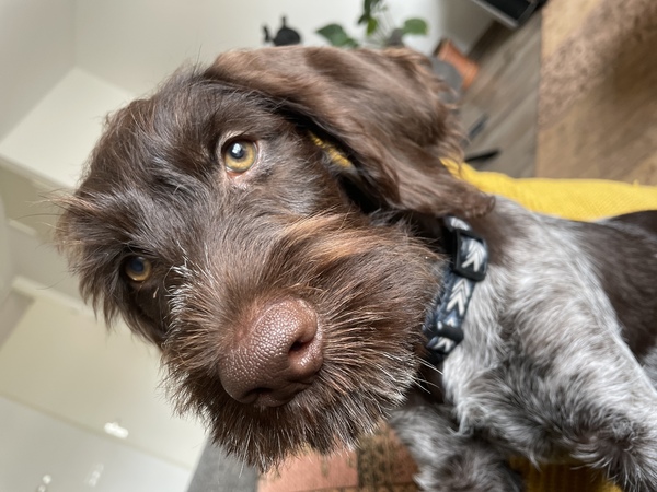 Duitse Staande Hond, Draadhaar