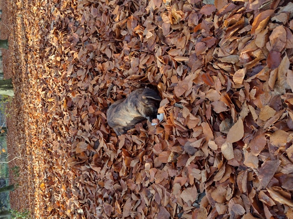 Verstoppertje spelen