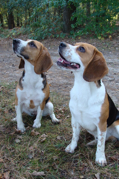 Beagle