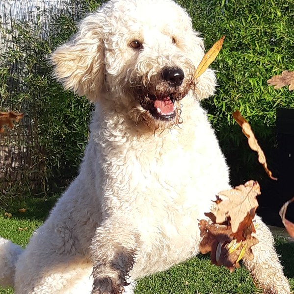 Hoera het is herfst!