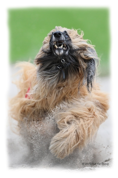 Afghaanse Windhond
